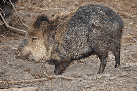 javelinas
