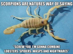83996d1397936164-few-jokes-scorpian