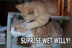 surprisewetwilly